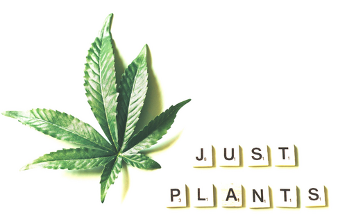 JUST PLANTS e.V. 