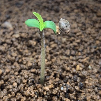 Cannabis Club Steinburg